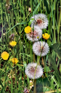 Meadow with dandelion, common dandelion (Taraxacum sect. Ruderalia), and ranunculus auricomus