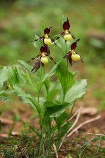 Close-up of lady's-slipper orchid (Cypripedium calceolus) blossom in a forest in early summer