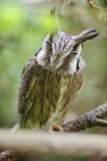Close-up of a autillo cariblanco (Ptilopsis leucotis) sitting on a branch