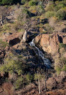 Kunene River, waterfall and African Baobab (Adansonia digitata), in the evening light, Epupa Falls,