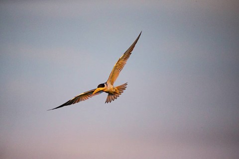 Large-billed Tern (Phaetusa simplex) Pantanal Brazil