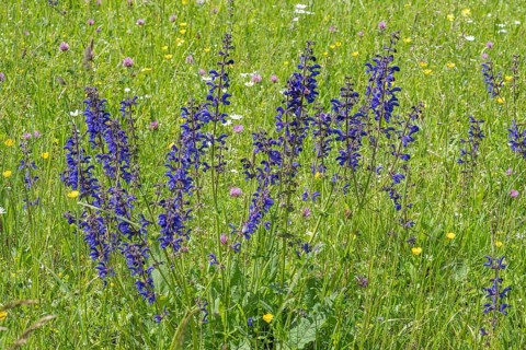 Meadow clary (Salvia pratensis) in a meadow, bee forage meadow, forage meadow, Baden-Wuerttemberg,