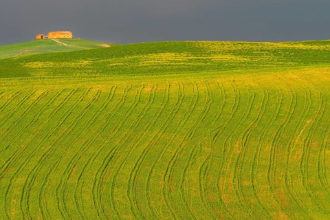Traces on a cultivated area, Crete Senesi, Province of Siena, Tuscany, Italy, Europe