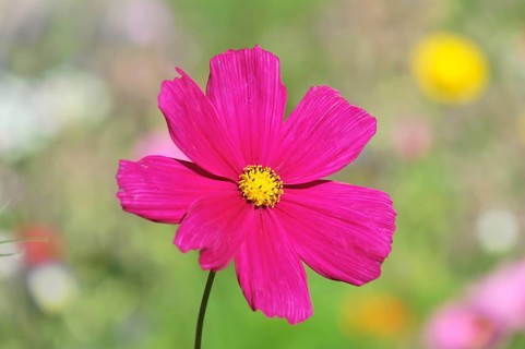 Mexican aster (Cosmea bipinnata), Schwaebisch Gmuend, Baden-Wuerttemberg, Germany, Europe, close-up
