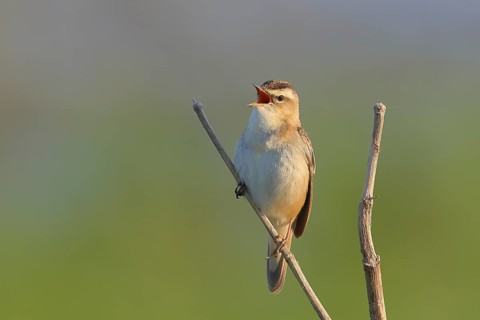 Sedge warbler (Acrocephalus schoenobaenus), sitting on a branch, wildlife, nature photography,