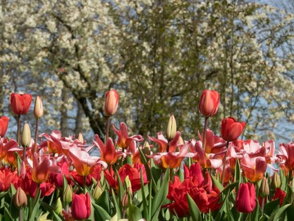 Dense arrangement of red and pink tulips in front of flowering trees in spring, many colourful,