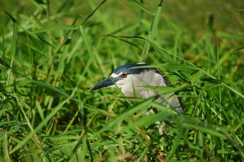 Black-crowned night heron (Nycticorax nycticorax) at the shore of a lake, wildlife, Hawaiian Island