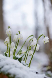 Close-up of spring snowflake (Leucojum vernum) blooming in spring, Bavaria, Germany, Europe
