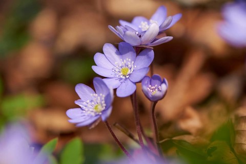Common hepatica (Anemone hepatica) Blossoms in a forest, Bavaria, Germany, Europe