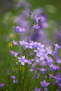 Close-up of a flower meadow with spreading bellflower (Campanula patula) blossoms in early summer