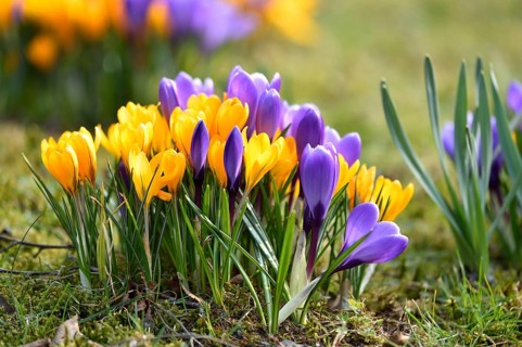 Spring Crocus or Giant Crocus (Crocus cultivars) flowering colourful in spring