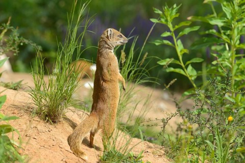 Close-up of a yellow mongoose (Cynictis penicillata) in spring