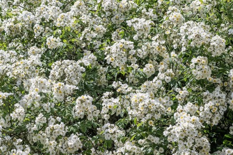 Tufted rose (Rosa multiflora), Emsland, Lower Saxony, Germany, Europe