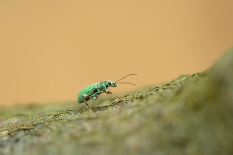 Close-up of a Phyllobius or weevil (Phyllobius argentatus) walking on a branch in spring
