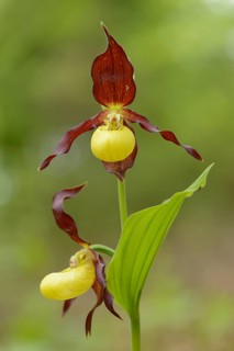 Close-up of lady's-slipper orchid (Cypripedium calceolus) blossoms in a forest in spring, Upper