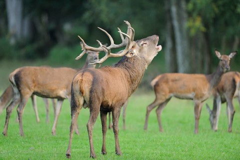 Red deer (Cervus elaphus) male roaring at the edge of the woods