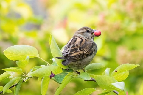 A house sparrow (Passer domesticus) with a fruit of the snowy mespilus (Amelanchier ovalis) in its