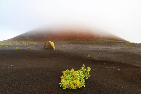 Canary Island dock (Rumex lunaria) and lava bomb in front of the Caldera Colorada, Parque Natural