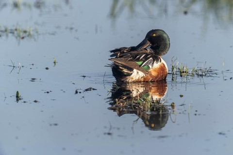 Northern shoveler (Spatula clypeata) preening itself, Lower Saxony, Germany, Europe