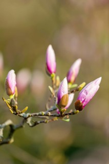 Mulan magnolia (Magnolia liliiflora)
