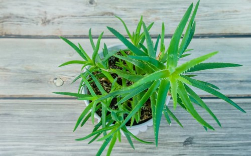 Top down view of Aloe barbadensis, Aloe Vera, plant on wooden tabletop