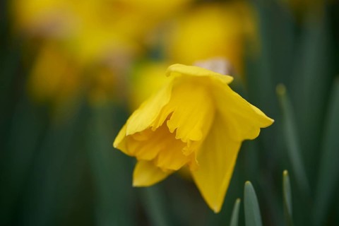 Close-up of daffodil (Narcissus pseudonarcissus) blossoms in a garden in spring, Bavaria, Germany,
