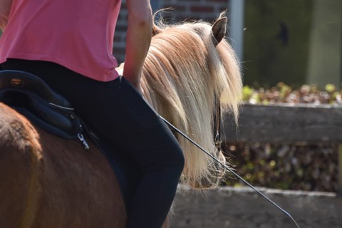 Close-up of a ridden Icelandic horse with equipment and typical long hair