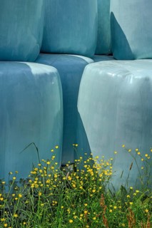 Spring, silage bale with ranunculus auricomus (Ranunculus auricomus agg.), Allgaeu, Bavaria,