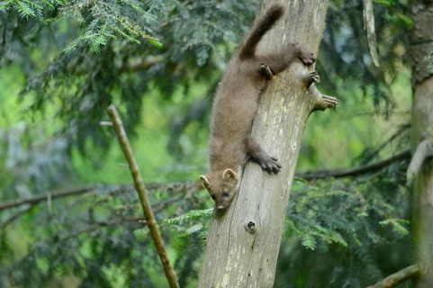 Close-up of a European pine marten (Martes martes) youngster in a forest in early summer