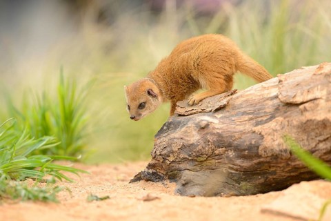 Close-up of a Yellow Mongoose (Cynictis penicillata) youngster standing on a tree-trunk in spring