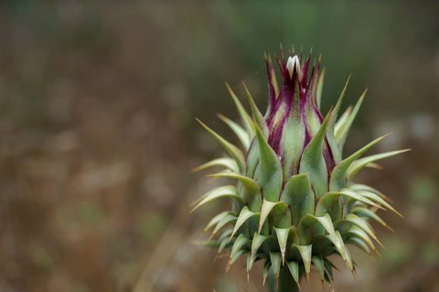 Close-up view of the flower of a Borne thistle or Onopordum acanthium in the wild