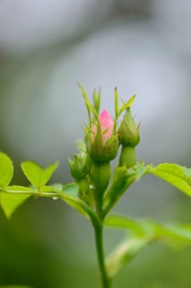Close-up of a dog rose (Rosa canina) blossom bud in a hedge in spring