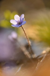 Close-up of a Common Hepatica (Anemone hepatica) blossom in a forest on a sunny evening in spring