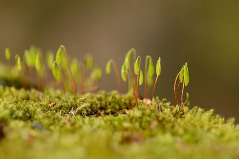 Close-up of Moss with spore capsules (Byrum) on a stonewall in spring