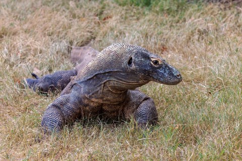 Captive Komodo dragon lizard at the Chattanooga Zoo in Chattanooga, Tennessee, United States of