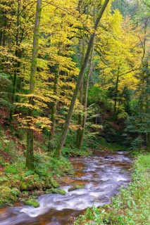 Grobbach in the northern Black Forest near Geroldsau, autumn, Baden-Baden, northern Black Forest,
