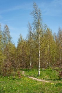 Path in a birch forest (Betula pendula) in springtime in Ystad, Skane county, Sweden, Scandinavia,
