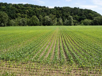 Maize field at the edge of the forest, near Heimschuh, Styria, Austria, Europe