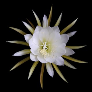 Flower of the cactus Queen of the Night (Selenicereus grandiflorus), studio photo, macro photo,