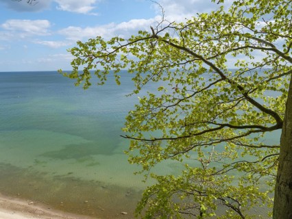 The ocean is visible through green leaves of a tree branch on a clear day, Green trees on a Baltic