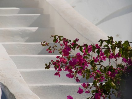 White stairs adorned with pink bougainvillea flowers, The volcanic island of Santorini with blue