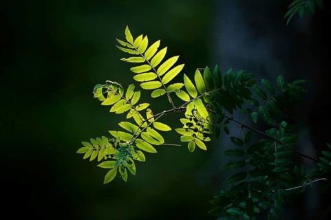 Rowan or mountain-ash (Sorbus aucuparia) in the bavarian forest, Bavaria, Germany, Europe