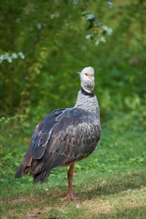 Close-up of a southern screamer (Chauna torquata) in late summer