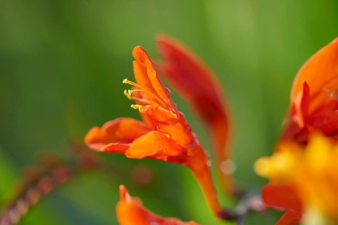 Close-up of a red Freesia blossom in a garden in summer, Bavaria, Germany, Europe
