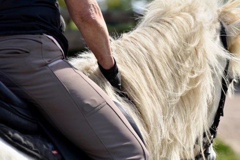 Close-up of a ridden Icelandic horse with equipment and typical long hair