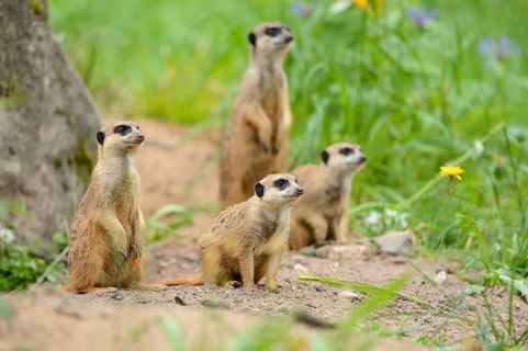 Close-up of a group of meerkat or suricate (Suricata suricatta) in spring