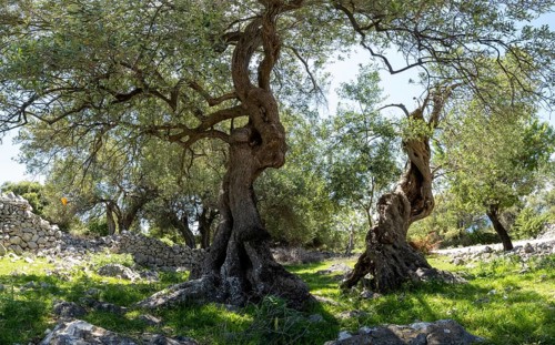 Old olive trees near Lun, island of Pag, Zadar, Dalmatia, Croatia, Europe