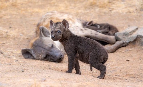 Spotted hyenas (Crocuta crocuta), adult female and male young, lying down, suckling their young,