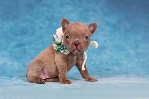Four weeks purebred young Lilac Brindle French Bulldog puppy with healthy long nose and tail