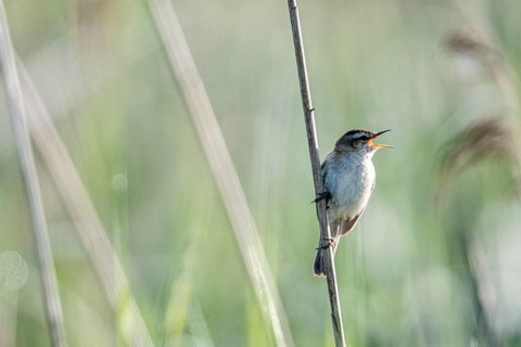 Sedge warbler (Acrocephalus schoenobaenus), Lower Saxony, Germany, Europe
